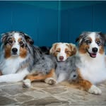 TheTrioFluffyMafia🐶🐶🐶