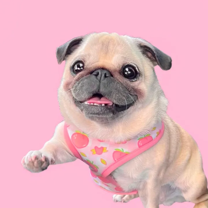 Loulou the Pug