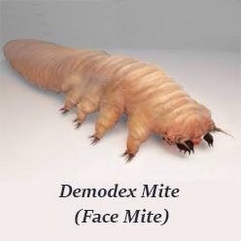 Mites Solution