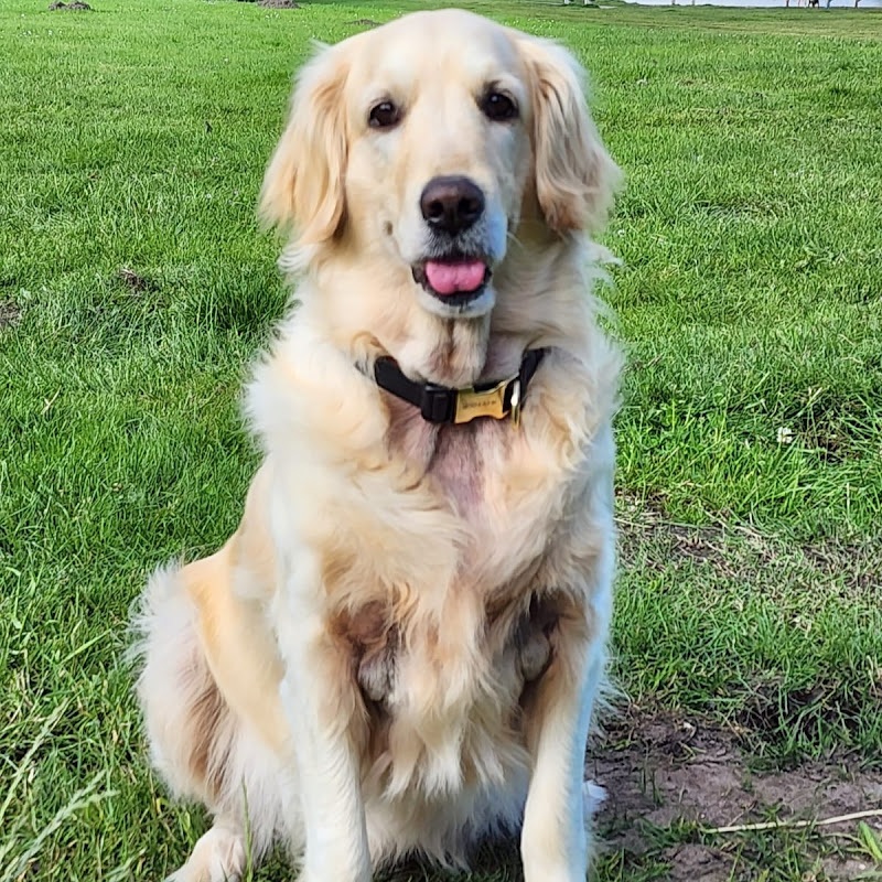 MuffinsPawsitiveVibes