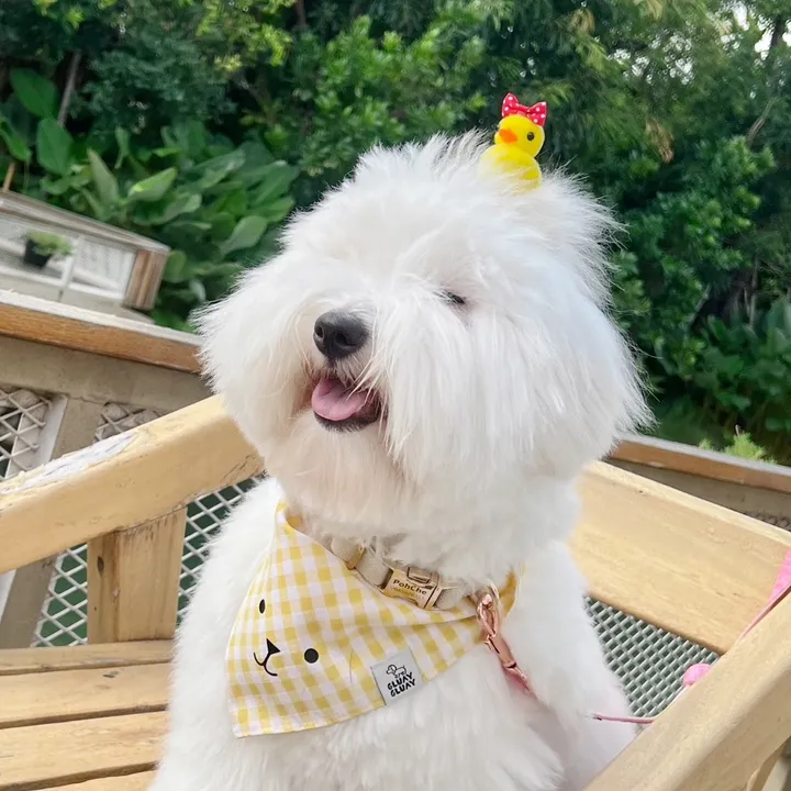 PohChae🐤โป๊ะเชะ🐥