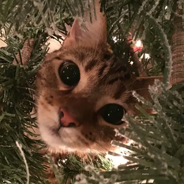 𝓐﹆𓂅ଘ⊹𓂅