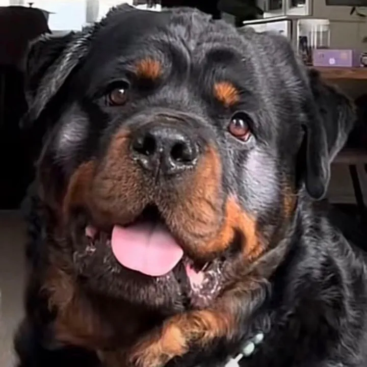 Dyce de rottweiler