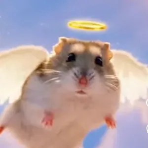 Halo Bald Hamster