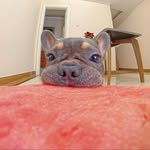 French Bulldog Twelve Mukbang