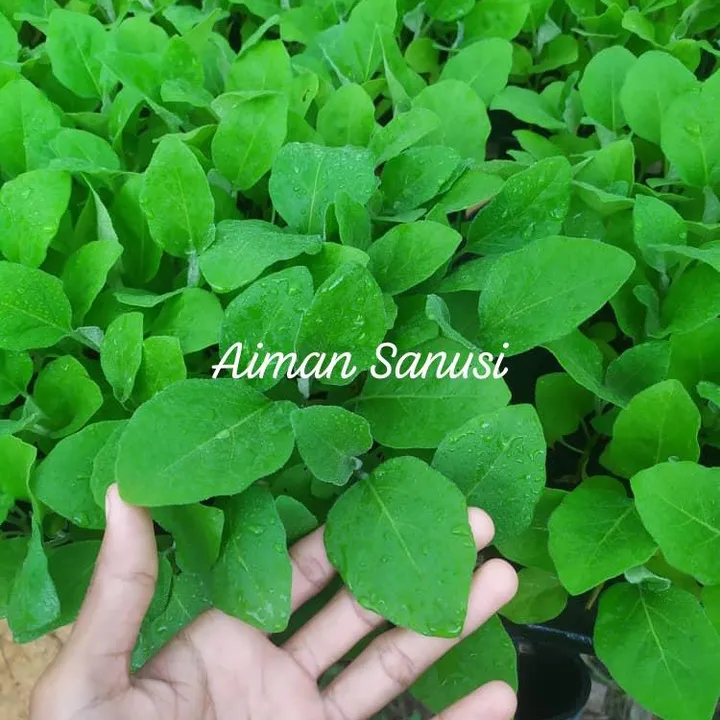 Aiman 🍉