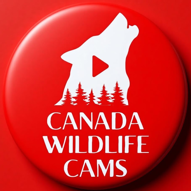 Canada Wildlife Cams