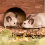 Hannah's Mouse House