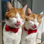 Cheddar & Gouda | Serki
