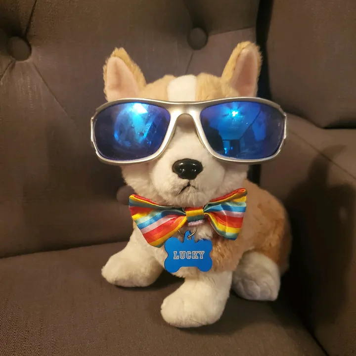Lucky the Practice Corgi