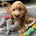 Milo The Cockapoo