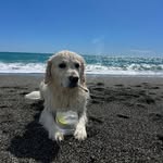 SIMBA_OFFICIAL_2023