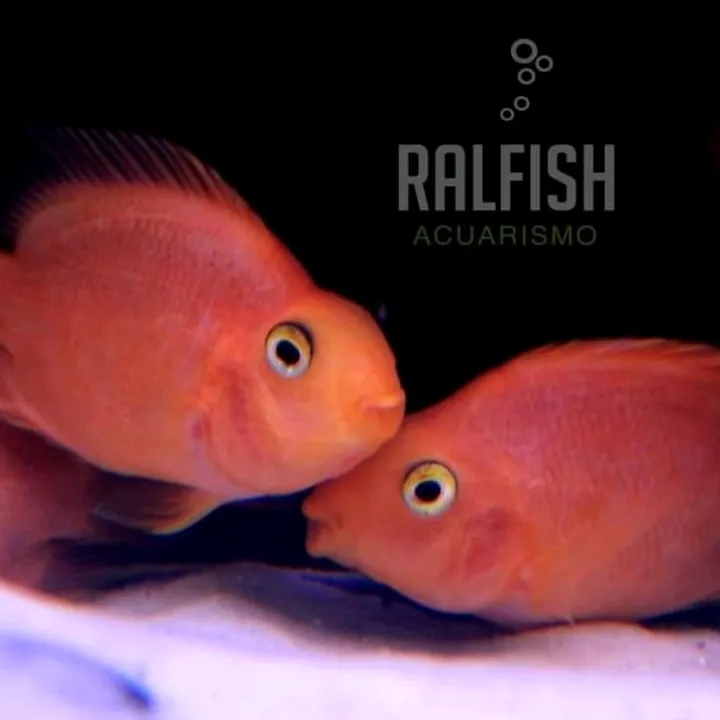 RalfishAcuarismo