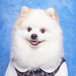 Snowy Little Pomeranian