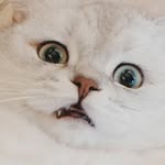 ᴘɪᴘᴘɪ皮皮📍🇭🇰