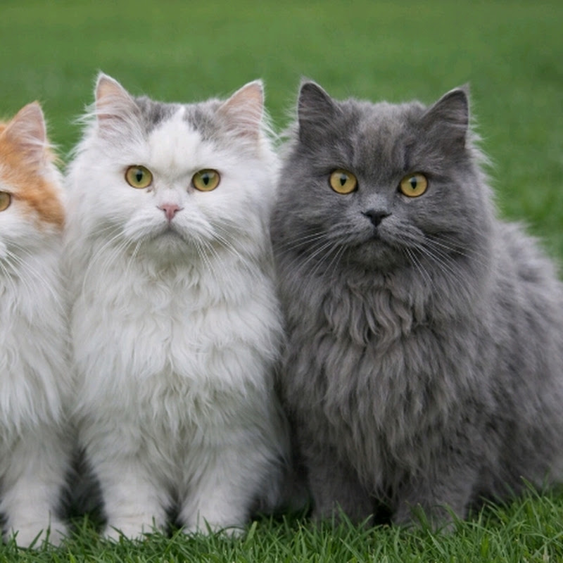 Cats Meow Melody