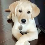Labrador.lovers