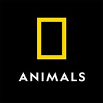 National Geographic Animals