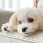 Oscar オスカー　🐾マルチーズ