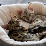 Alice & Arya | bengal sisters 🐆