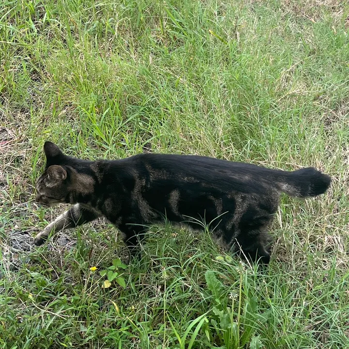のんびりねこ