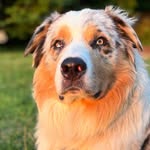 Aussie Harvey Unfiltered