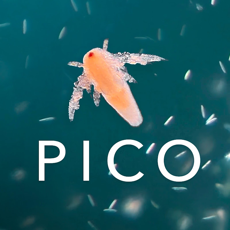 Picocosmos