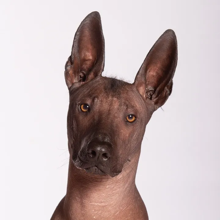 Talia& Sailor The Dancing Xolo