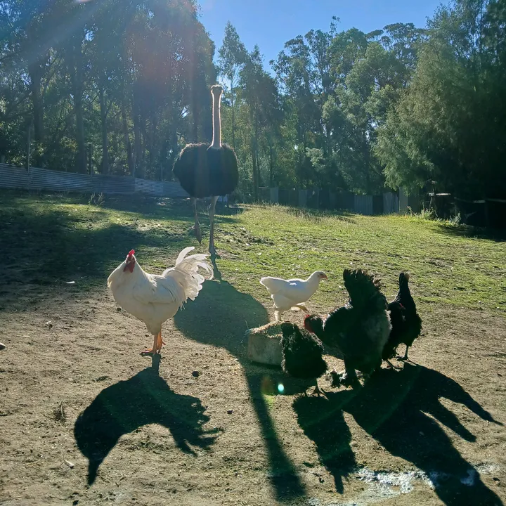 twoidiotsandafarm