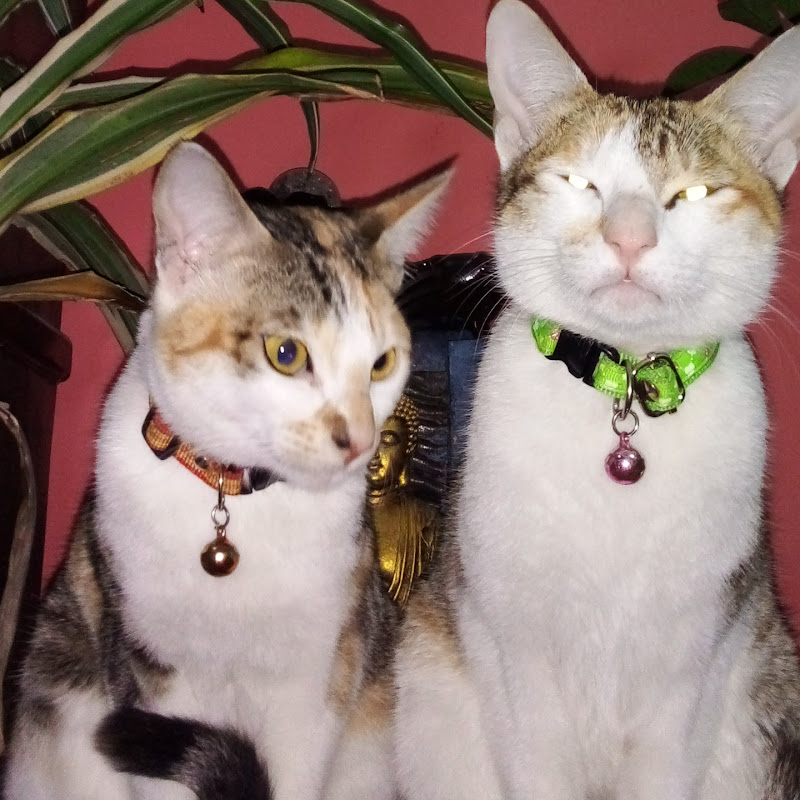 Tedra & Shedra