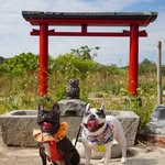 🐼Mika&Mavis🐻frenchbulldog🐷