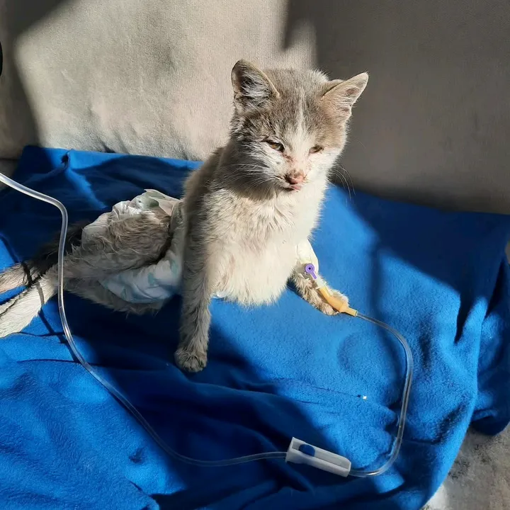 CAT_SRESCUE1