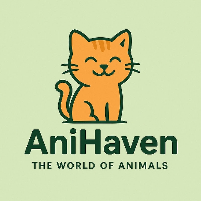 Ani Haven