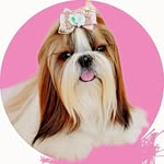 Bella 💝 Princesa peluda | 100% charme e amor