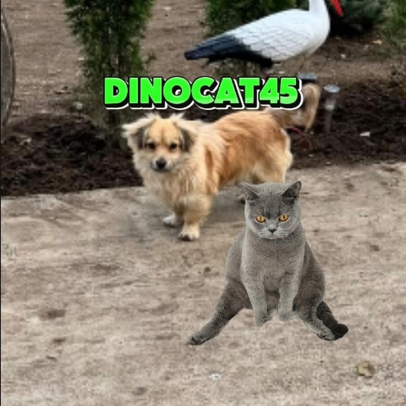 Dinocat45