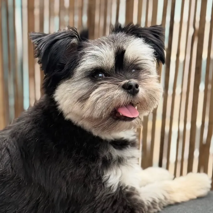 Teddy