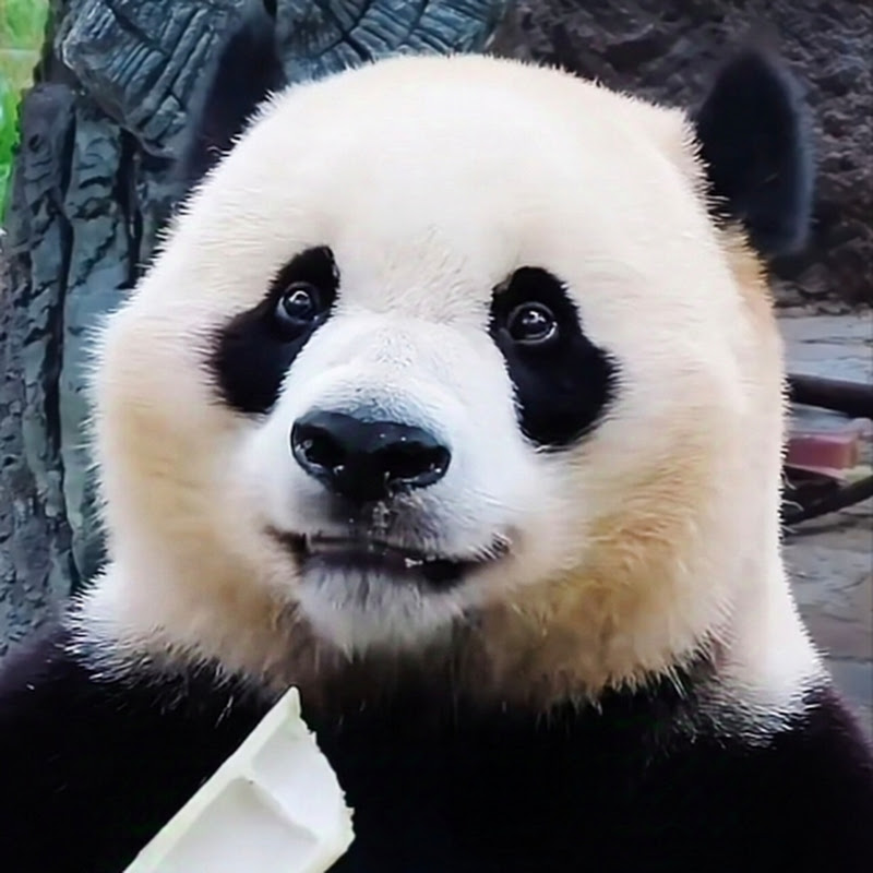 ZhAngXiAoXiAo
