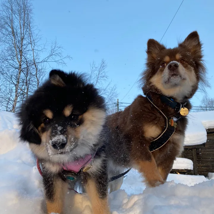 Embla & Alva the lappies