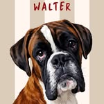 Walter The Boxer Dog 🐾