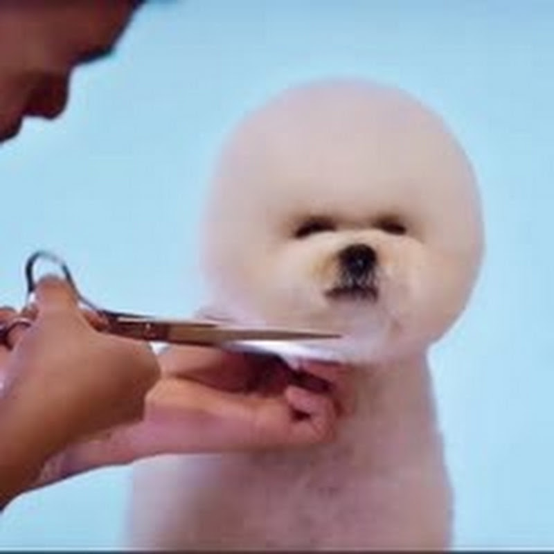 Puppy Grooming
