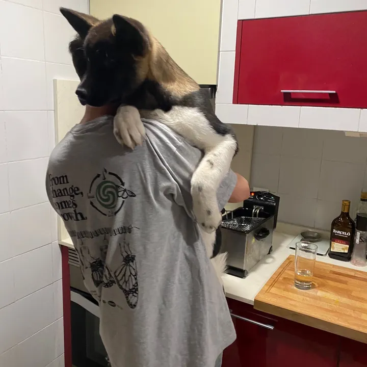 Tokyo | American Akita