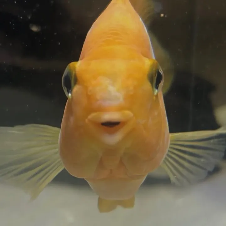 mercy_aquatics