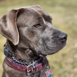 Arie 🐕🐾🇨🇦