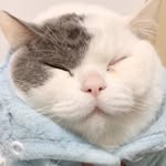 豆腐與花斑✿兄妹の日常(ฅ'ω'ฅ)