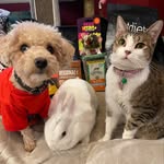 Snow🐇 & Chloe🐶 & Chichi🐈
