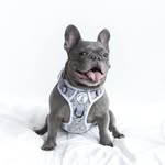 Boss & Olly | Designer Pet Accessories