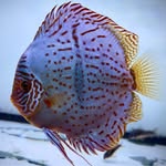 Joan's Discus