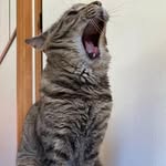 🐈‍⬛ Corotinho • Gato multi talentos