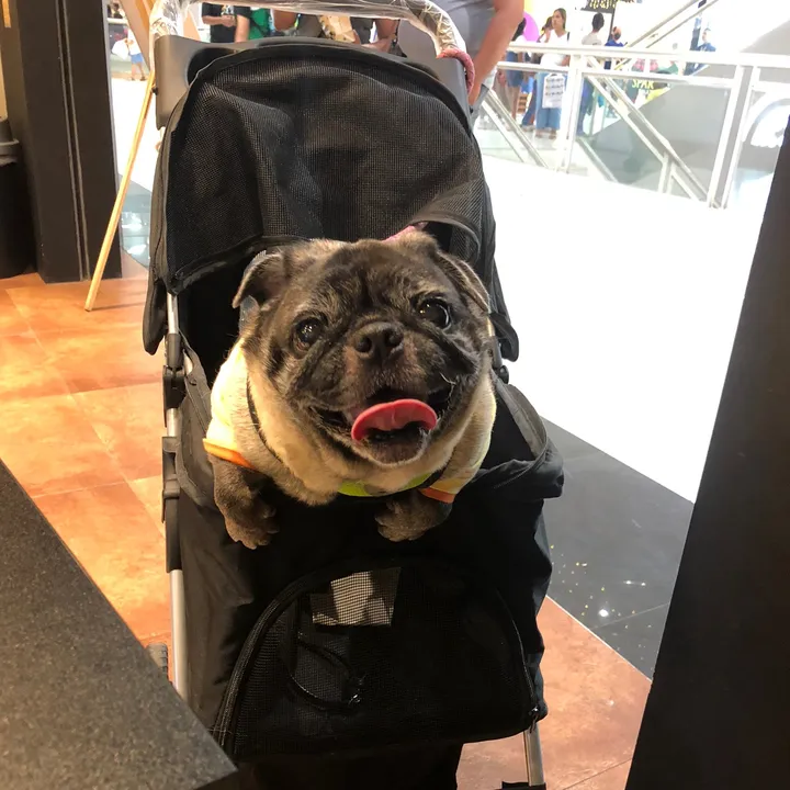 Wrinkle the Pug