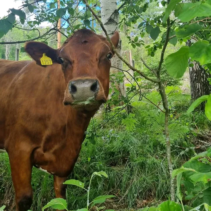 Bakke Gård 🐄🐮